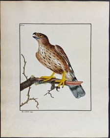 Lewin, Original Watercolor - Gentil Falcon. 11