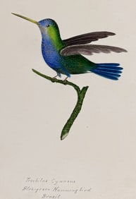 Slaney, Original Watercolor - Blue-green Hummingbird of Brazil (Trochilus Ccyaneus)
