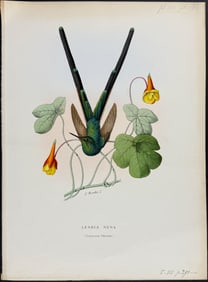 Mulsant - Hummingbird (Lesbia Nuna)