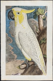 Frisch - Cockatoo