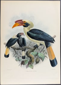 Elliot & Keulemans - Allied Hornbill