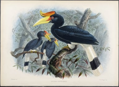 Elliot & Keulemans - Rhinoceros Hornbill