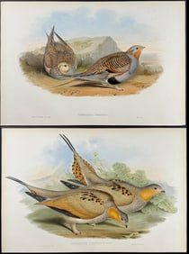 Gould - 4 Grouse Lithographs