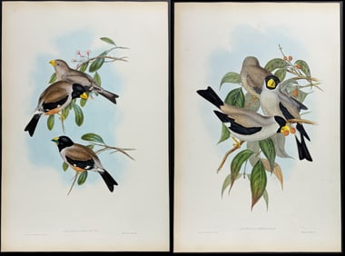 Gould - 4 Grosbeak Lithographs