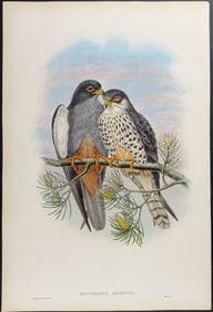 Gould - White-winged Red-footed Kestrel