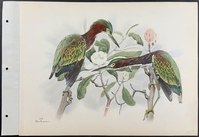Brasher - Green Heron. 201