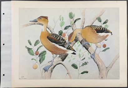 Brasher - Fulvous Treeduck. 178