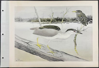 Brasher - Blackcrown Night Heron. 202