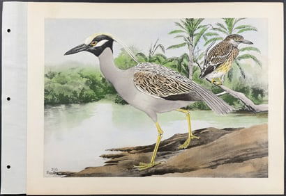 Brasher - Yellowcrown Night Heron. 203