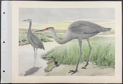 Brasher - Little Brown Crane (or Sandhill Crane). 205