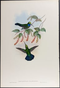 Gould - Villavicencio's Sabre-wing Hummingbird (Campylopterus Villavicencio)