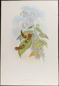 Gould - Little Flame-bearer Hummingbird (Selasphorus Scintilla)