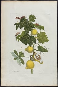 Merian, Folio - Nipple Fruit with Leaf Mantis or Locust & Moth Metamorphosis. 27