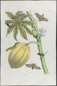 Merian, Folio - Papaya with Moth Metamorphosis. 64