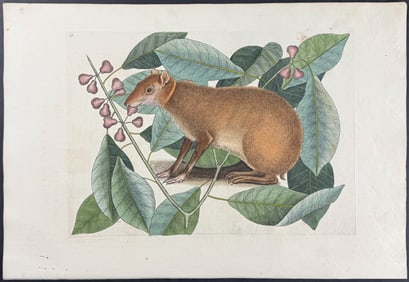 Catesby, First Ed - Java Hare with Fig Tree. Sup-18