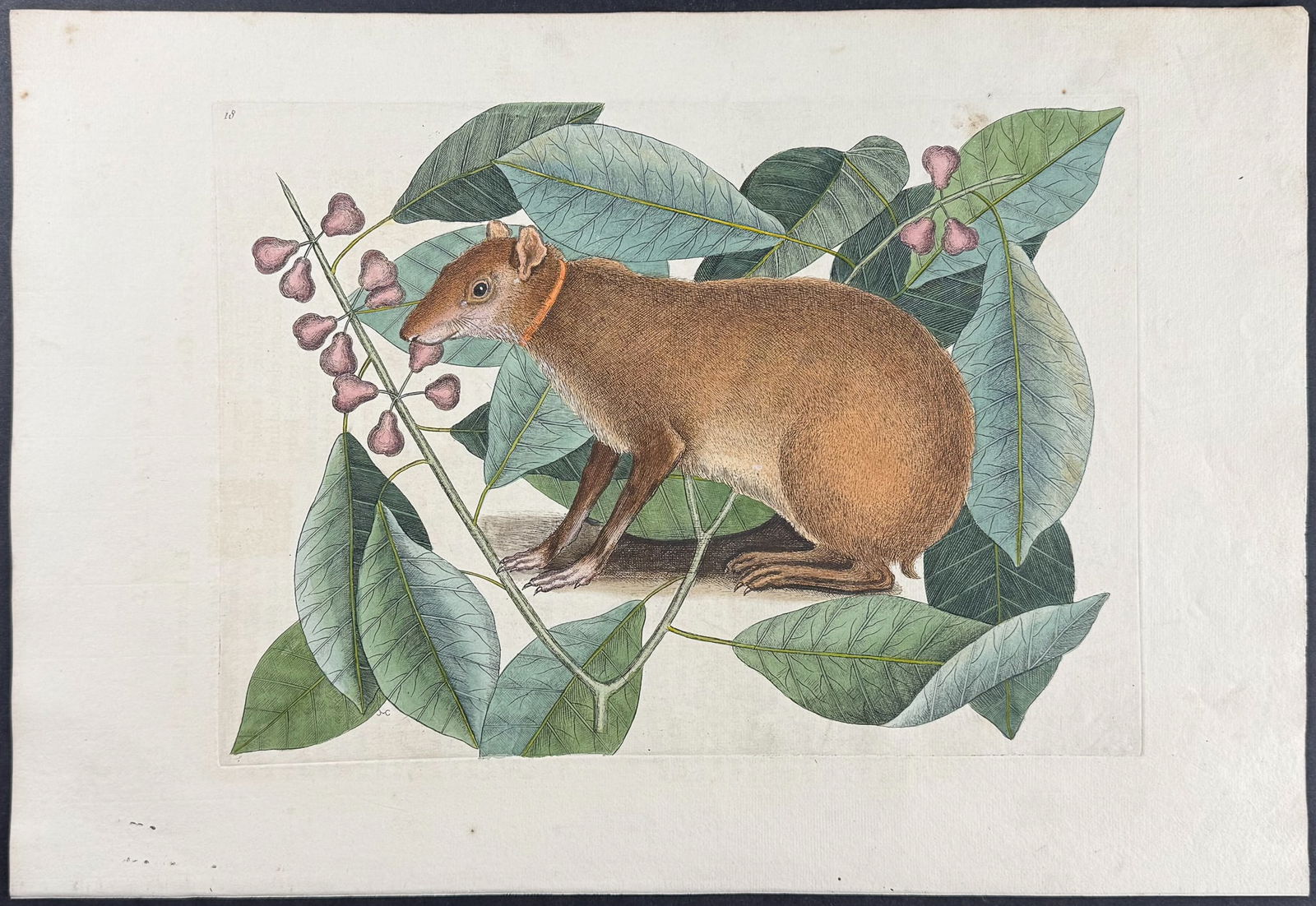 Catesby, First Ed - Java Hare with Fig Tree. Sup-18: We are pleased to offer this folio engraving from Mark Catesby?s The Natural History of Carolina, Florida and the Bahama Islands: Containing the Figures of Birds, Beasts, Fishes, Serpents, Insects, an