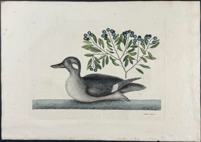 Catesby, First Ed - Little Brown Duck with Soap-Wood. 1-98