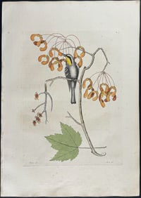 Catesby, First Ed - Yellow Throated Creeper with Red Flowering Maple. 1-62