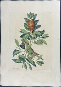 Catesby, First Ed - Little Thrush with Dahoon Holly. 1-31