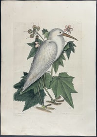 Catesby, First Ed - Little White Heron. 1-77