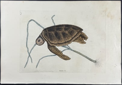 Catesby, First Ed - Green Turtle with Turtle Grass. 2-38