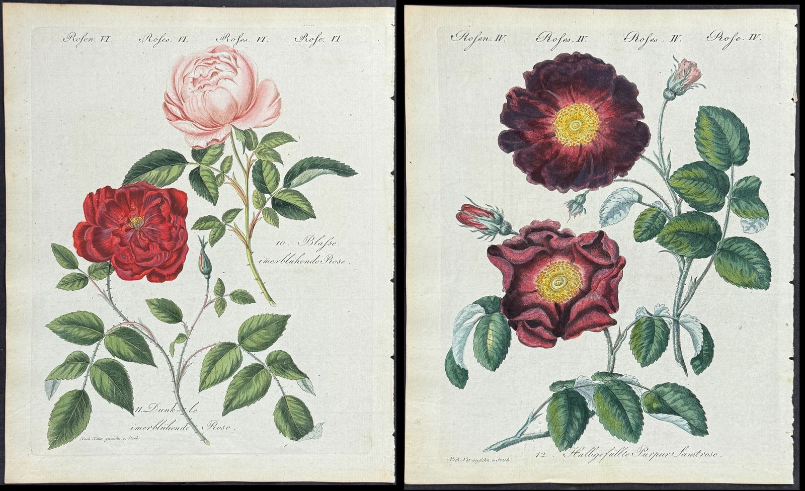 Bertuch - 4 Rose Engravings