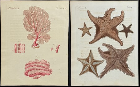 Bertuch - 4 Sea Life Engravings including Starfish, Coral, Urchin