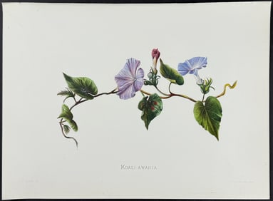 Sinclair, Hawaii - Koali-awahia (Ipomaea insularis)