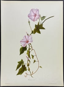 Sinclair, Hawaii - Koali-ai (Ipomaea palmata)