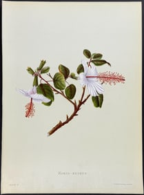 Sinclair, Hawaii - Kokoi-keokeo (Hibiscus Arnottianus)