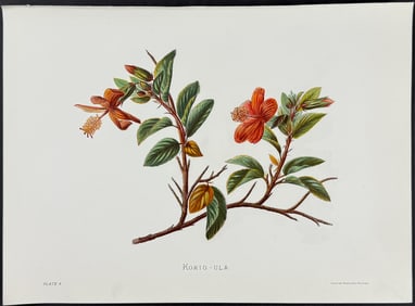 Sinclair, Hawaii - Kokio-ula (Hibiscus Arnottianus)