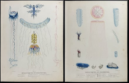 Peron & Freycinet, Australia - 3 Jellyfish or Sea Life Engravings