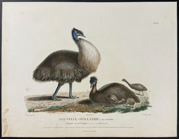 Peron & Freycinet, Australia - Cassowary. 36