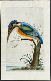 Shaw & Nodder, On Vellum - Common Kingfisher. 129