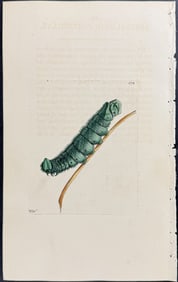 Shaw & Nodder, Australia - Australasian Caterpillar. 578