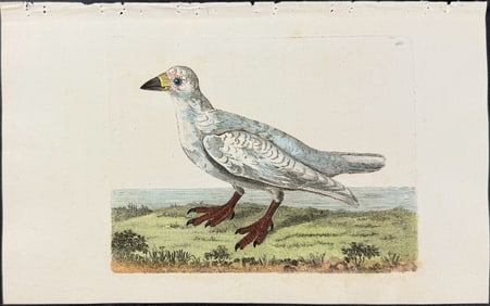 Shaw & Nodder, Australia - Southern Sheathbill. 481