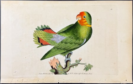 Shaw & Nodder, Australia - Guinea Parrakeet. 35