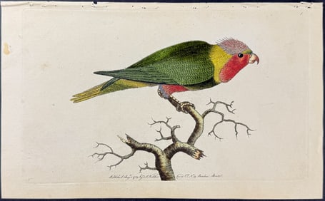 Shaw & Nodder, Australia - Purple-headed Parrakeet. 1