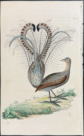 Shaw & Nodder, Australia - Lyre Bird or Parkinsonian Paradise Bird. 577