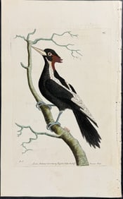 Shaw & Nodder - Ivory-billed Woodpecker (White-billed Woodpecker). 497