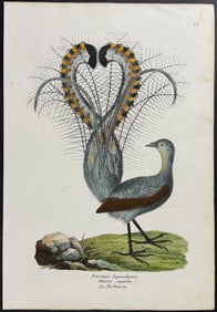 Schinz - Lyrebird. 27