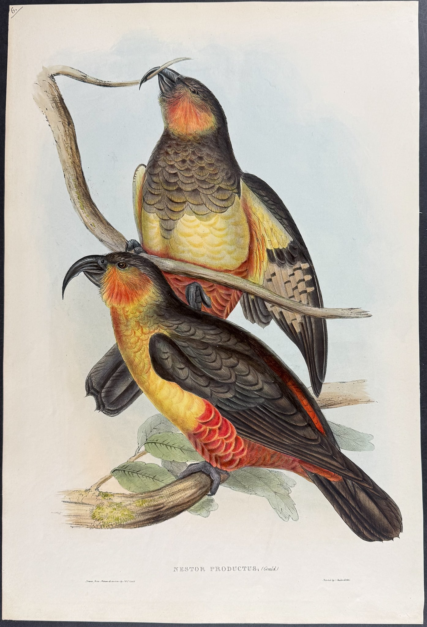 Gould, Australia - Norfolk Kaka or Philip Island Parrot: This hand-colored folio lithograph is from the esteemed John Gould?s Birds of Australia. The work was published in London by Richard and John E. Taylor for the author between 1840 and 1869. Over 300 n