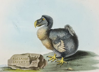 Strickland & Melville - Dodo Bird