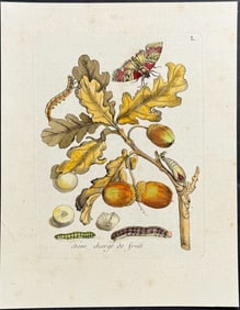 Merian - Oak Branch, Acorns with Moth Metamorphosis. 50