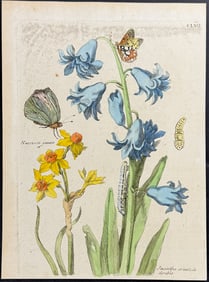 Merian - Hyacinth & Narcissus or Daffodil with Butterfly Metamorphosis. 157