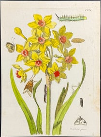 Merian - Daffodil or Narcissus with Butterfy & Moth Metamorphosis. 154