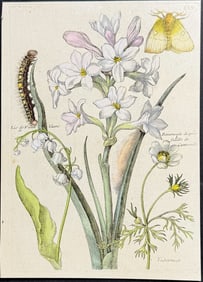 Merian - Hyacinth, Lily-of-the Valley, & Ranunculus with Moth Metamorphosis. 155