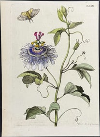 Merian - Passion Flower & Moth. 181