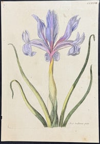 Merian - Iris. 178