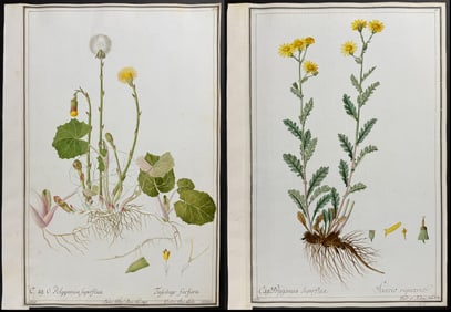 Three Original Watercolors of Coltsfoot (Tussilago) & Senecio rupestris after Ledl, Herz for Curtis